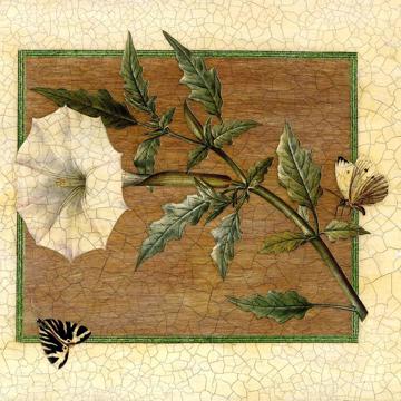 Datura, Chromo placemats in laminated paper, multicolor [2]