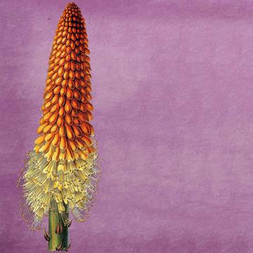 Flowers, Chromo placemats in laminated paper, violet, flower 1 [2]