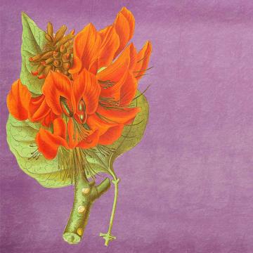Flowers, Chromo placemats in laminated paper, violet, flower 2 [2]