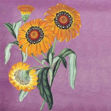 Flowers, Chromo placemats in laminated paper, violet, flower 3 [2]