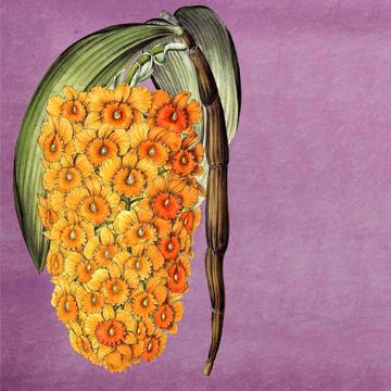 Flowers, Chromo placemats in laminated paper, violet, flower 4 [2]