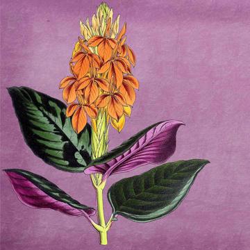 Flowers, Chromo placemats in laminated paper, violet, flower 7 [2]
