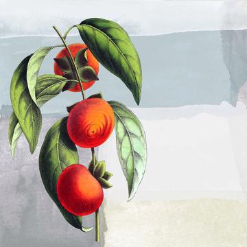 Fruits, Sets de Table Chromo Plastifié, bleu gris, fruit 5 [4]