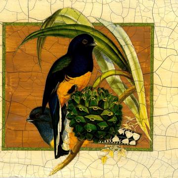 Oiseaux Gould, Set de Table Chromo Plastifié, multicolore, oiseau 3 [2]