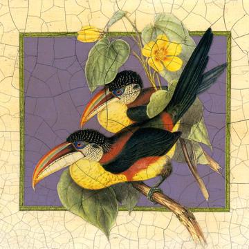 Oiseaux Gould, Set de Table Chromo Plastifié, multicolore, oiseau 4 [2]
