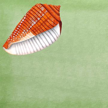 Poissons et Coquillages, Sets de Table Chromo Plastifié, vert clair, coquillage 5 [2]