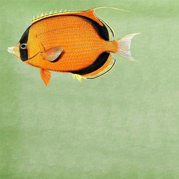 Poissons et Coquillages, Sets de Table Chromo Plastifié, vert clair, poisson 3 [2]