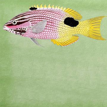 Poissons et Coquillages, Sets de Table Chromo Plastifié, vert clair, poisson 4 [2]