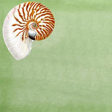 Fish and Shell, Chromo placemats in laminated paper, light green, shell 1 [2]