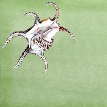Fish and Shell, Chromo placemats in laminated paper, light green, shell 4 [2]