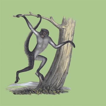 Singes, Sets de Table Chromo Plastifié, vert mousse [2]