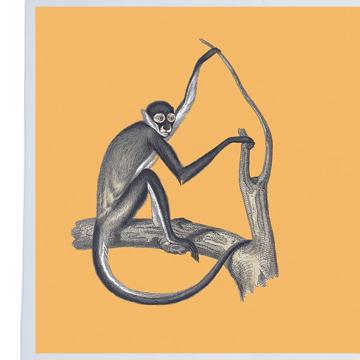 Singes, Sets de Table Chromo Plastifié, orange [2]