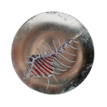 Shells plates in decoupage under glass, silver, shell 7