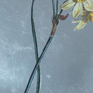 Assiette Table Jonquille en découpage sous verre, argent, jonquille 3 [4]
