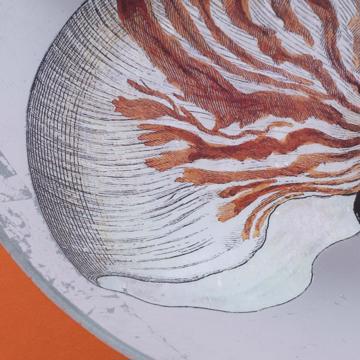 Shells plates in decoupage under glass, silver, shell 3 [5]