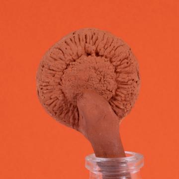 Sunflower Flagrance Diffuseur in earthenware and glass, mole, bergamot [4]