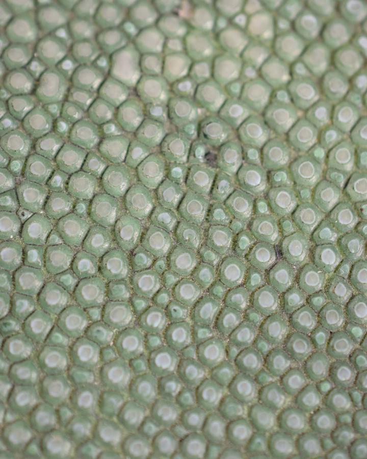 Precious and organic materials