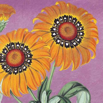 Flowers, Chromo placemats in laminated paper, violet, flower 3 [4]