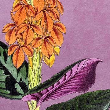 Flowers, Chromo placemats in laminated paper, violet, flower 7 [4]