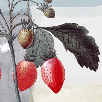 Fruits, Sets de Table Chromo Plastifié, bleu gris, fruit 3 [4]