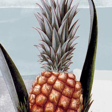 Fruits, Sets de Table Chromo Plastifié, bleu gris, fruit 9 [4]