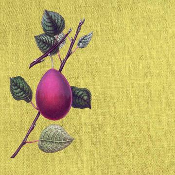 Fruits, Sets de Table Chromo Plastifié, jaune paille, fruit 6 [4]