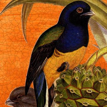 Oiseaux Gould, Set de Table Chromo Plastifié, multicolore, oiseau 3 [4]