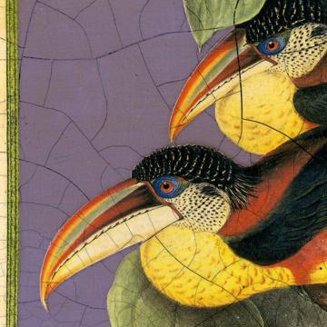 Oiseaux Gould, Set de Table Chromo Plastifié, multicolore, oiseau 4 [4]