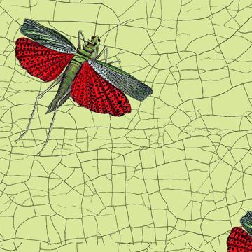 Butterflies and dragonflies, Chromo placemats in laminated paper, light green, criquet [4]