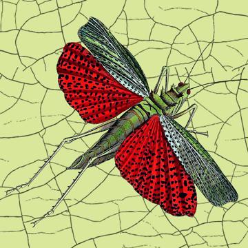 Butterflies and dragonflies, Chromo placemats in laminated paper, light green, criquet [2]