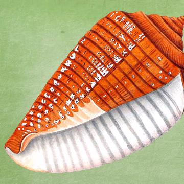 Poissons et Coquillages, Sets de Table Chromo Plastifié, vert clair, coquillage 5 [4]