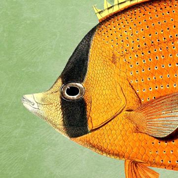 Poissons et Coquillages, Sets de Table Chromo Plastifié, vert clair, poisson 3 [4]