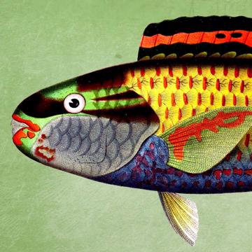 Poissons et Coquillages, Sets de Table Chromo Plastifié, vert clair, poisson 5 [4]