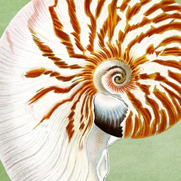 Fish and Shell, Chromo placemats in laminated paper, light green, shell 1 [3]