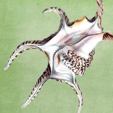 Fish and Shell, Chromo placemats in laminated paper, light green, shell 4 [4]
