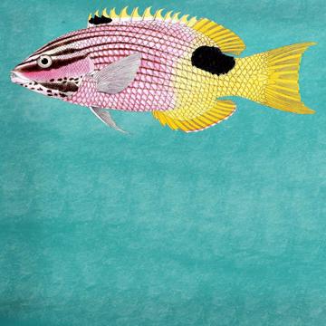 Poissons et Coquillages, Sets de Table Chromo Plastifié, aqua, poisson 4 [4]