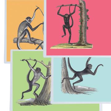 Singes, Sets de Table Chromo Plastifié, multicolore, collection complète [2]