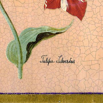 Tulipes, Sets de Table Chromo Plastifié, rose clair, tulipe 3 [4]